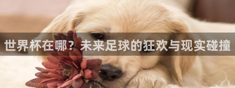 世界杯决赛预测：世界杯在哪？未来足球的狂欢与现实碰撞