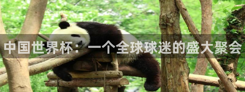 世界杯在线直播入口:中国世界杯:一个全球球迷的盛大聚会